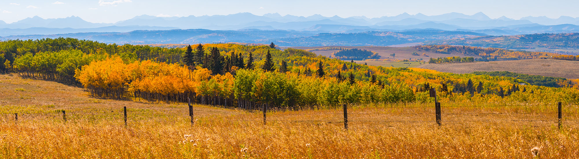 Autumn Orange and Yellow Fall Colors Aspen Forest and Rocky Mountain Horizon Panorama Nature Background